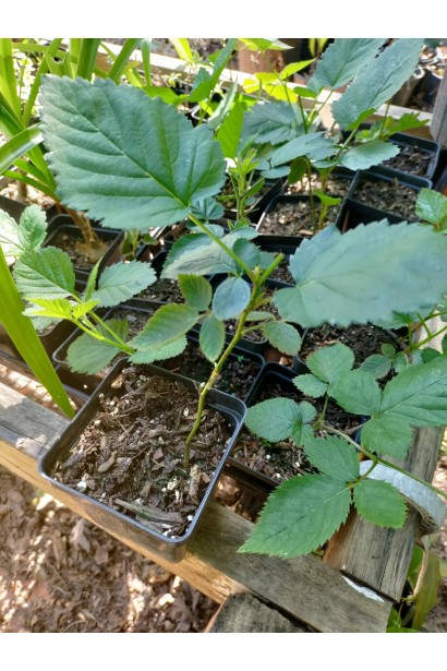 Ежевика бесшипная Виктория саженцы